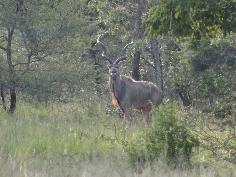 Kudu Antelope in Grass — Green