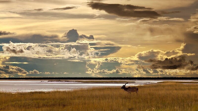 Kudu in a golden savanna