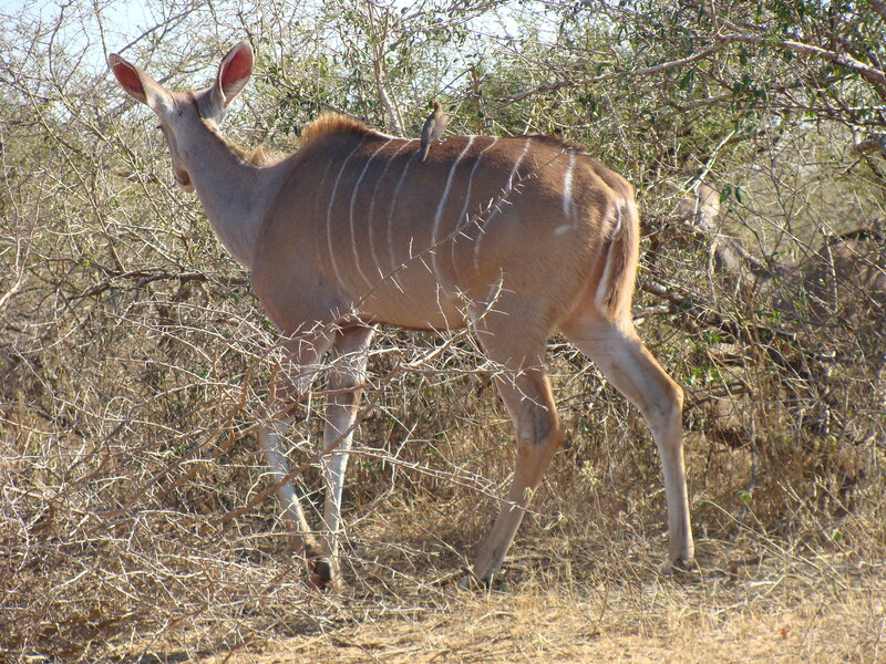 Kudu with Bird on Back
