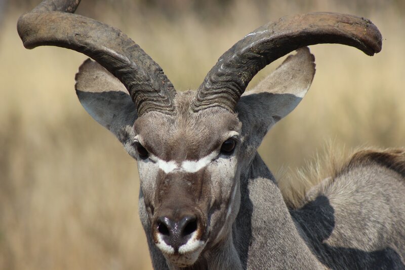 Kudu with Large Horns
