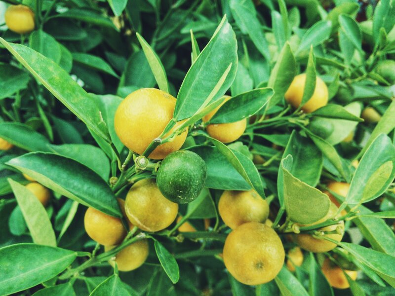 Kumquat Fruit on Tree — Green
