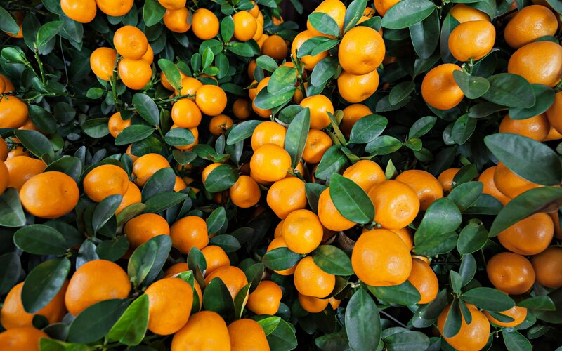 Kumquat Fruit on Tree — Orange, Natural