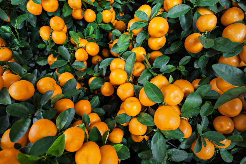 Kumquat Fruit on Tree — Orange