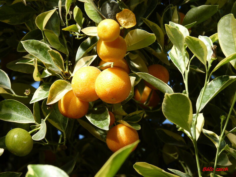 Kumquat Fruit on Tree