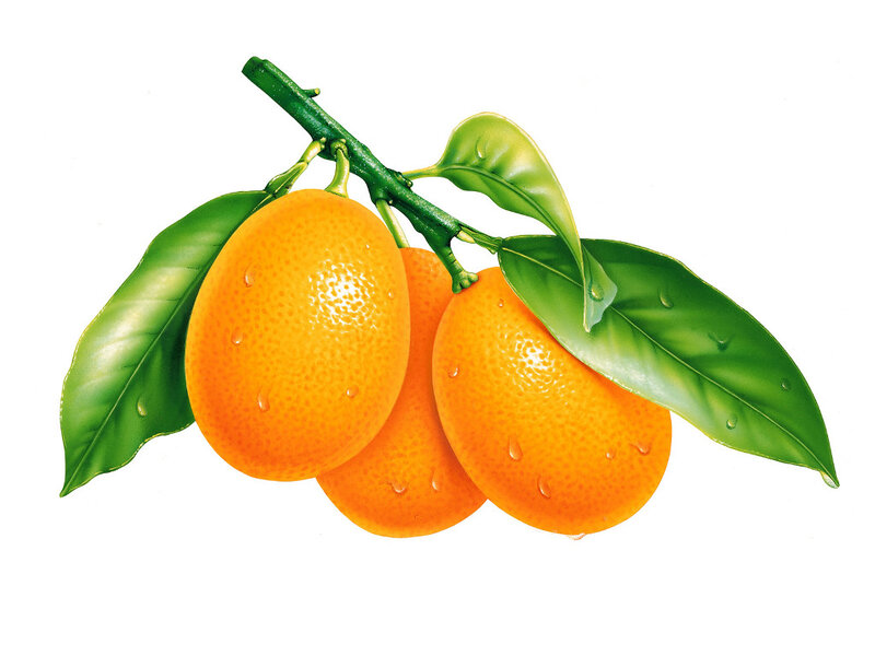 Kumquats on a Branch — Orange, Fresh