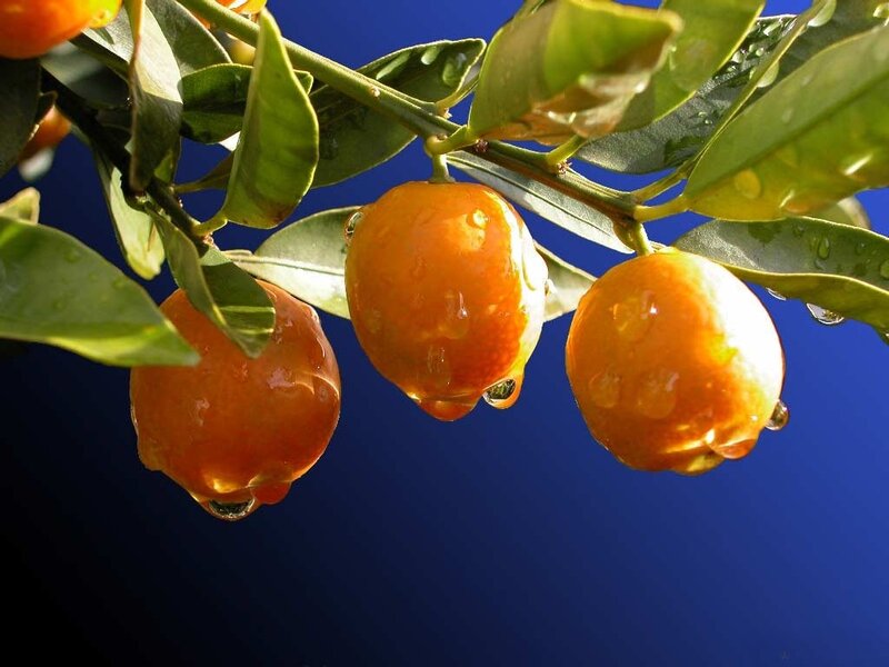 Kumquats on a Branch — Orange