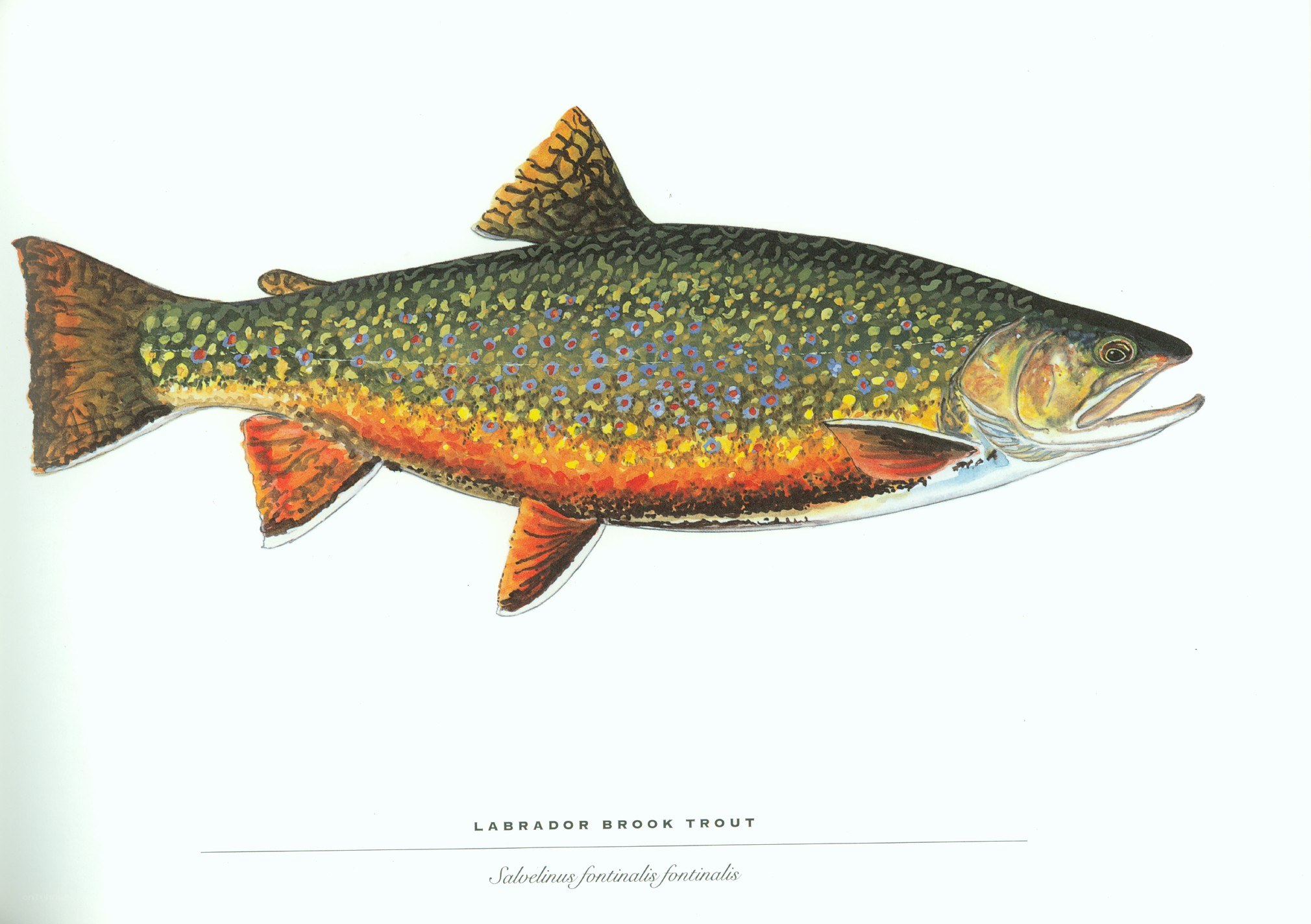 Labrador Brook Trout illustration