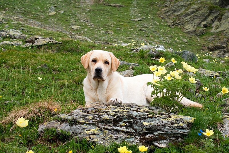 Labrador in a mountain meadow