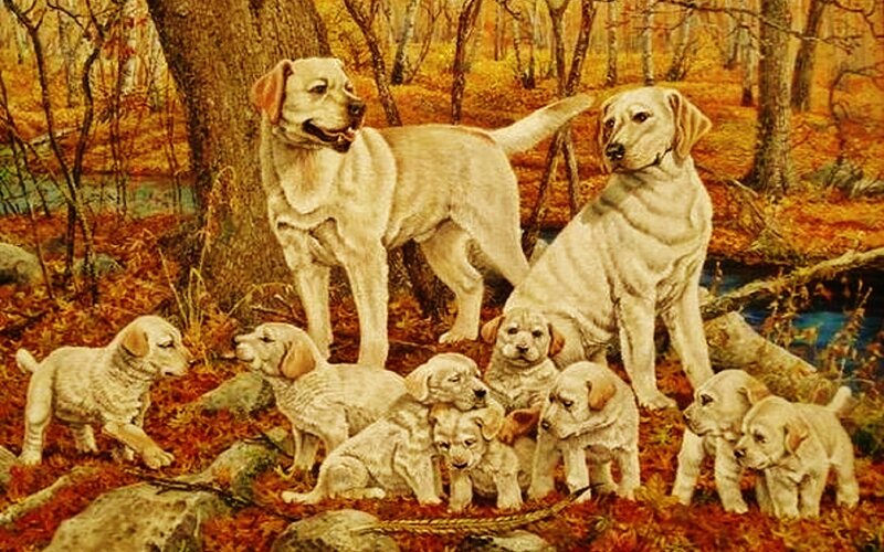 Labrador Puppies in Forest