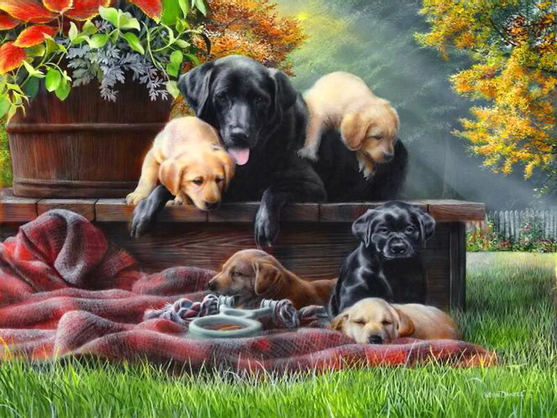 Labrador Puppies