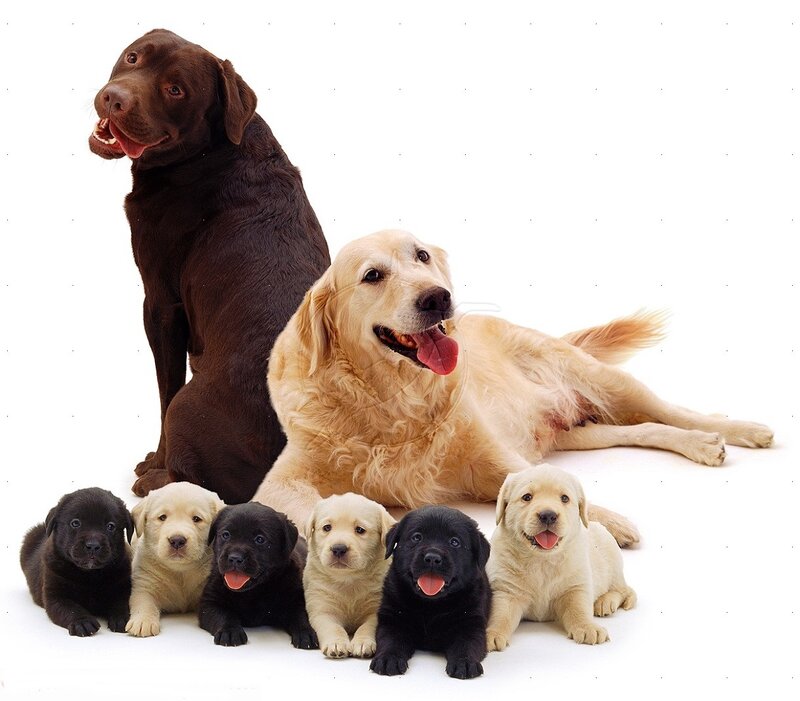 Labrador Puppies with Parents