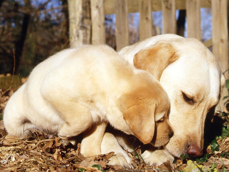 Labrador puppy with adult dog
