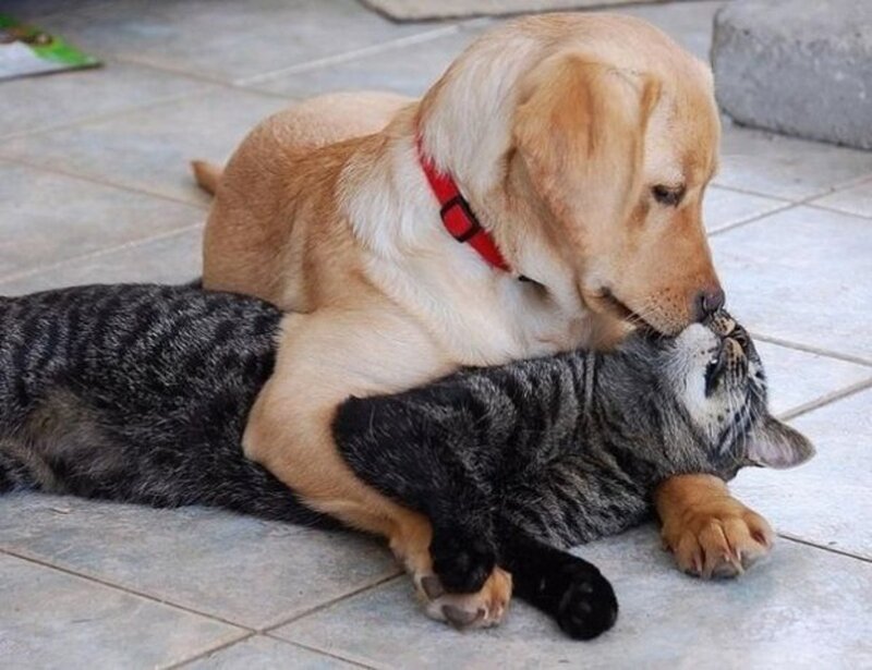 Labrador Puppy with Cat