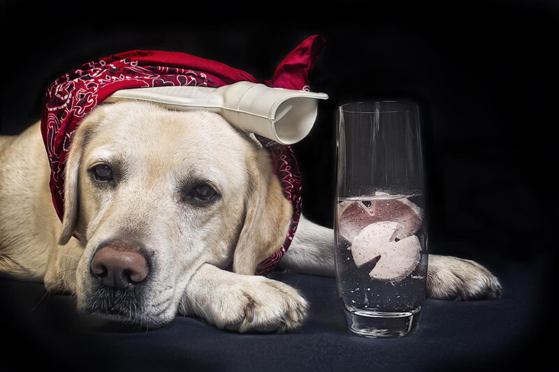 Labrador Retriever Dog — Black