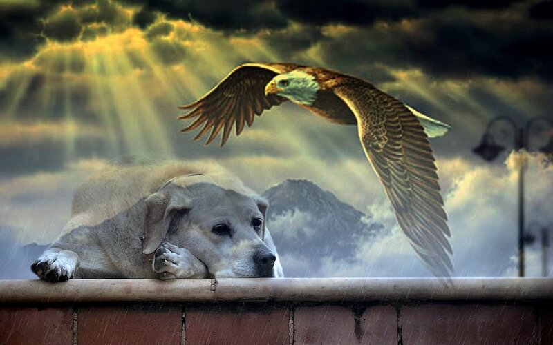 Labrador Retriever Dog