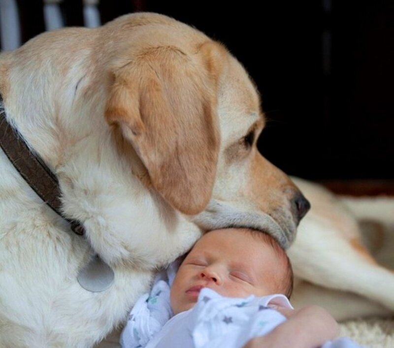 Labrador Retriever with Baby