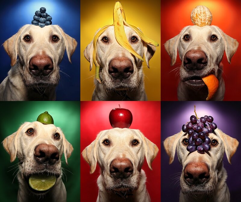 Labrador Retriever with Fruit