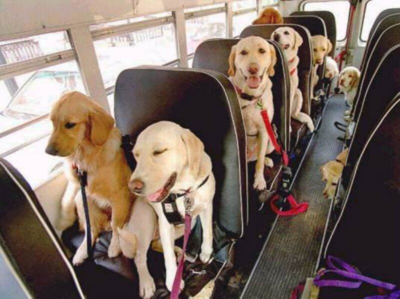 Labrador Retrievers on Bus