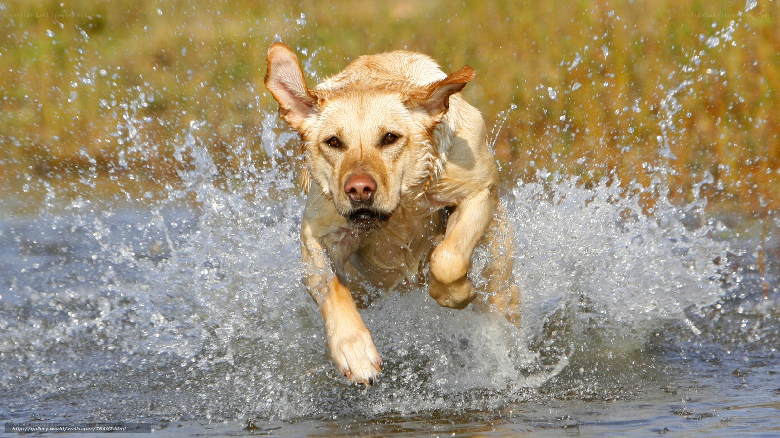 Labrador running through water