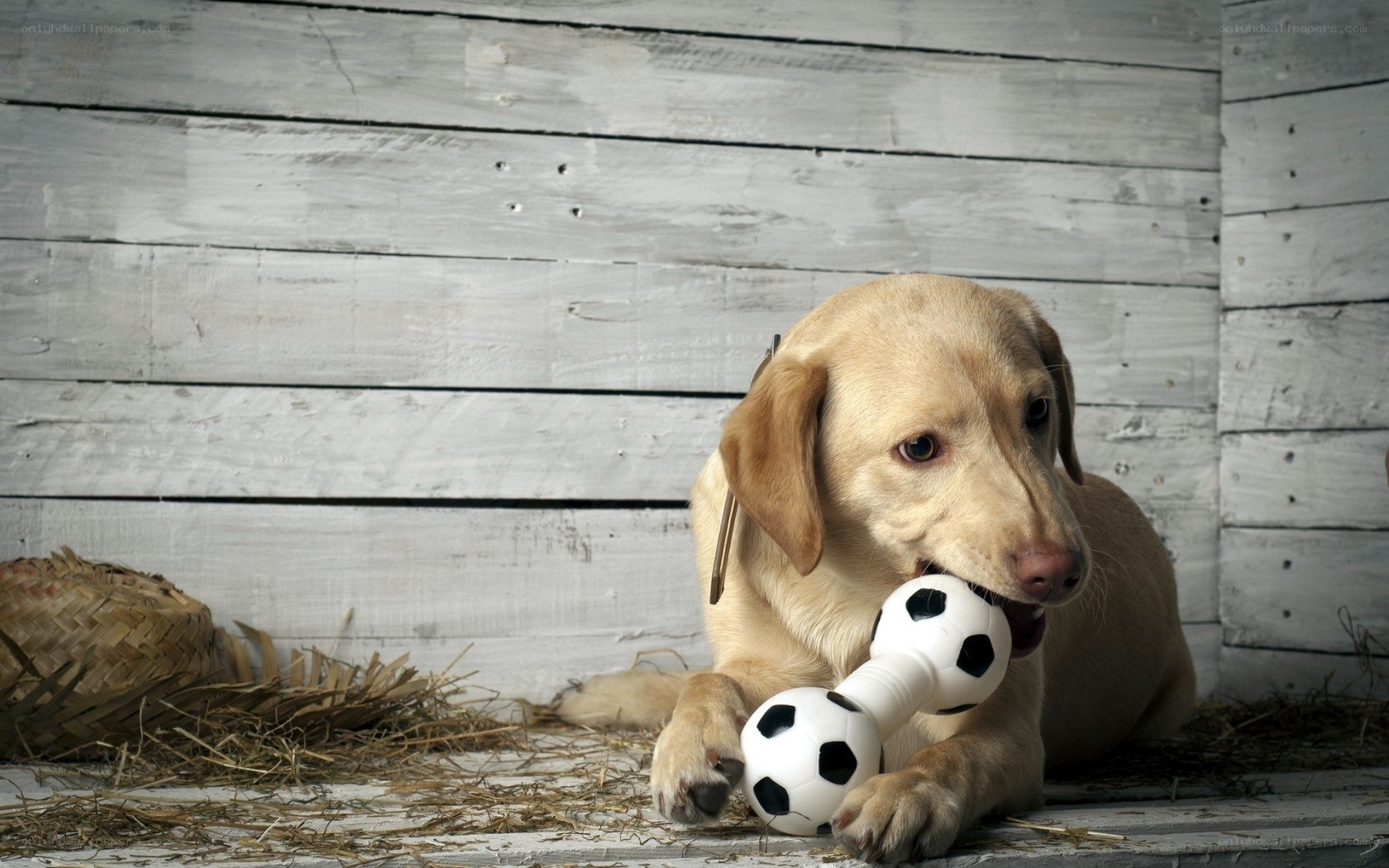Labrador with soccer toy