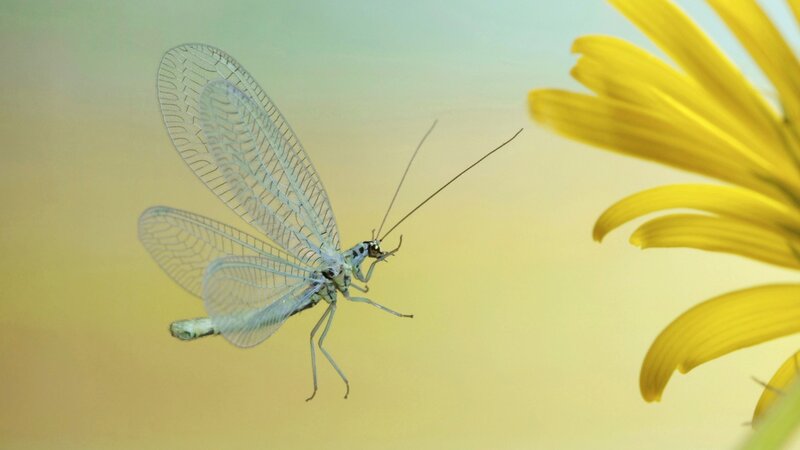 Lacewing near yellow flower