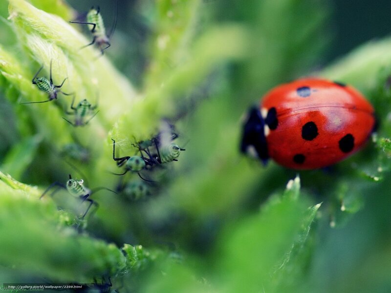 ladybug and aphids on plant