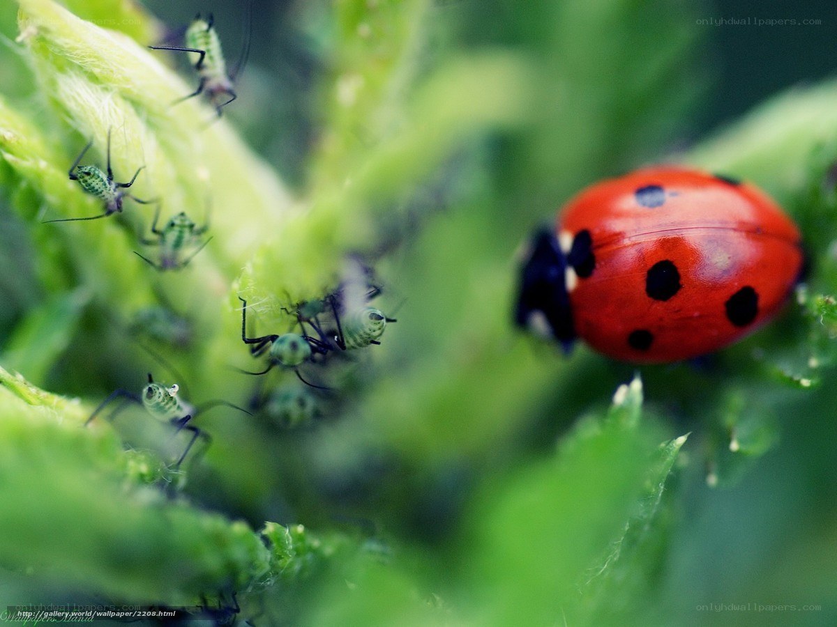 ladybug and aphids on plant