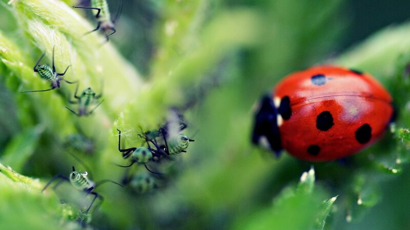 Ladybug and Aphids