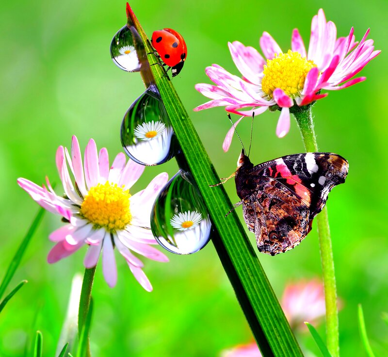 Ladybug and Butterfly — Green, Serene