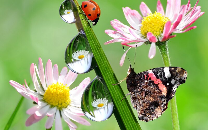 Ladybug and Butterfly on Flowers