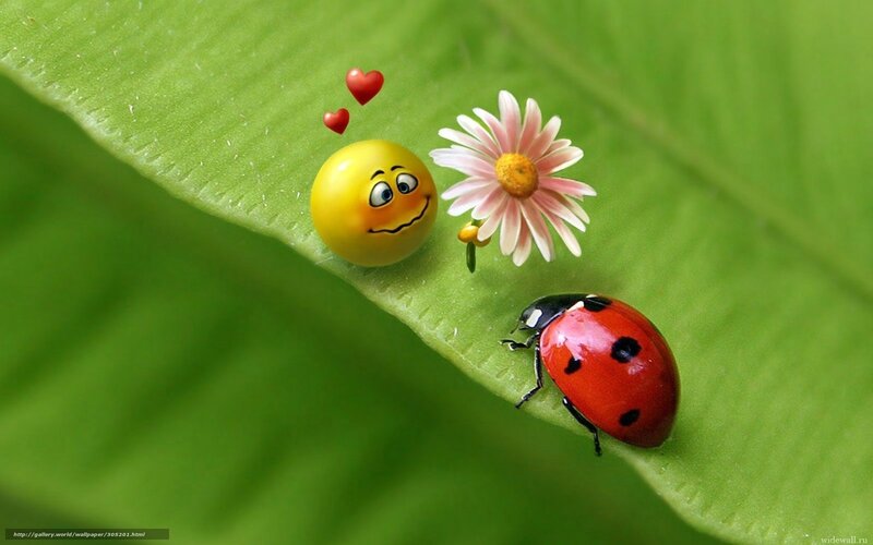 Ladybug and flower on leaf