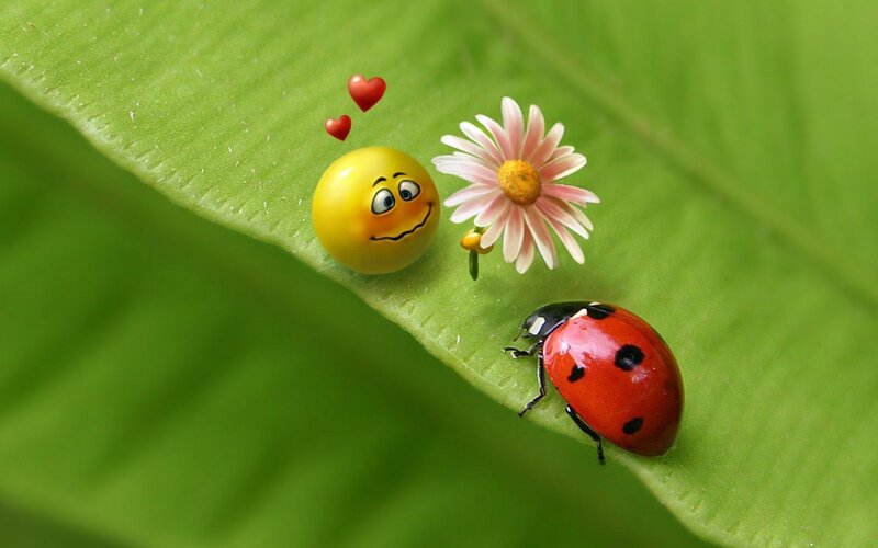 Ladybug and smiley on a leaf