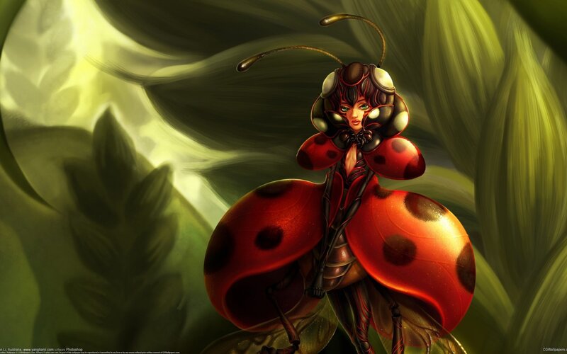 Ladybug Character