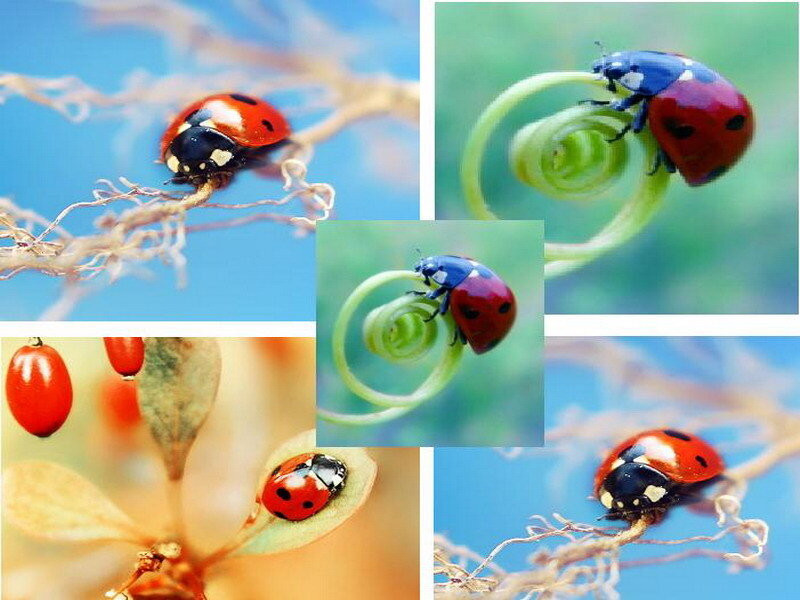 ladybug collage