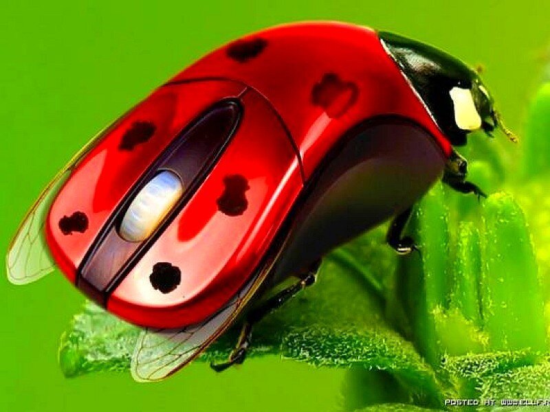 ladybug computer mouse