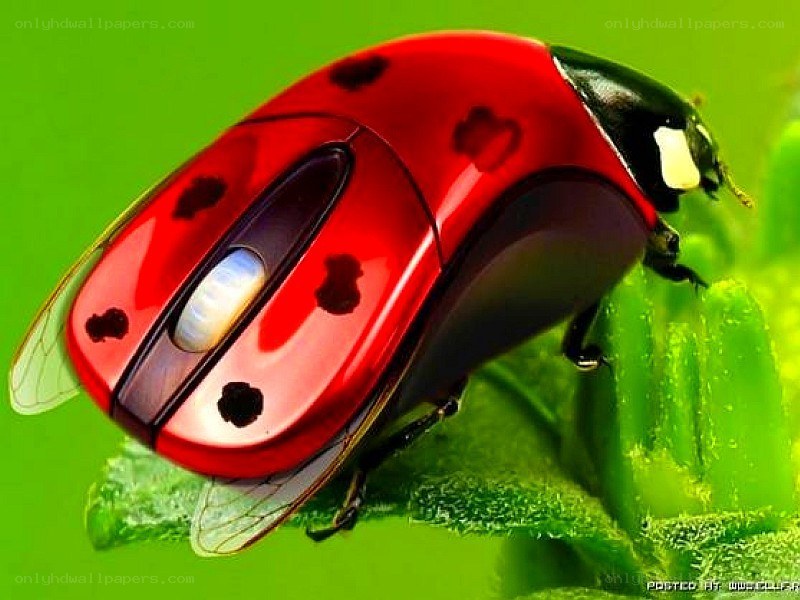 ladybug computer mouse
