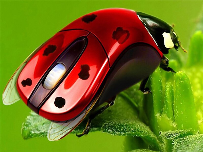 Ladybug Computer Mouse — Red, Playful
