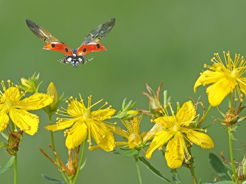 Ladybug Flying over Flowers
