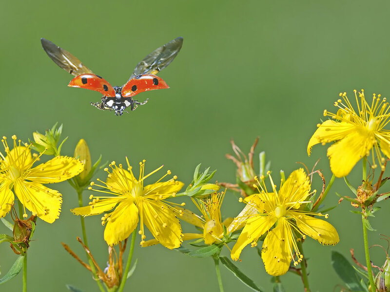 Ladybug Flying over Flowers — Yellow, Natural