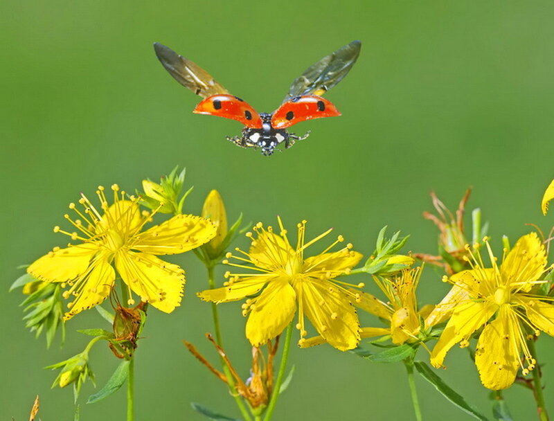 Ladybug Flying over Flowers — Yellow
