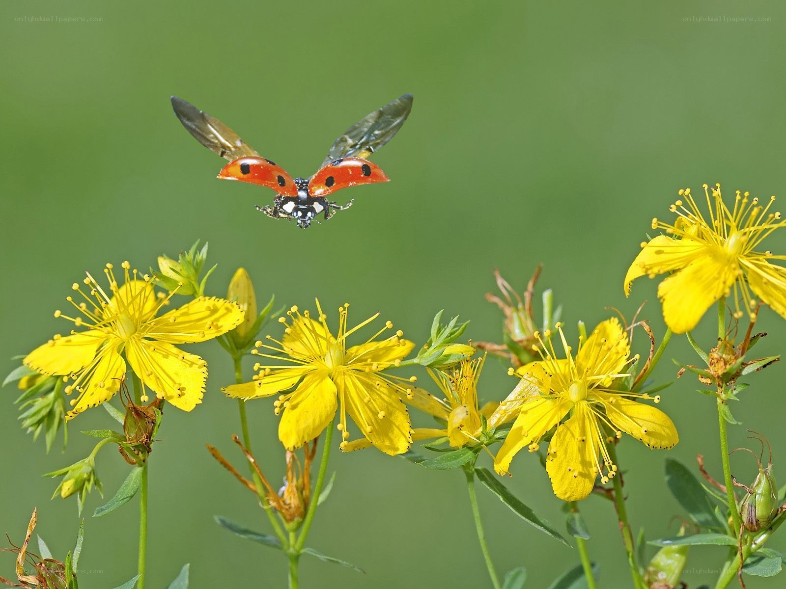 ladybug flying over yellow flowers
