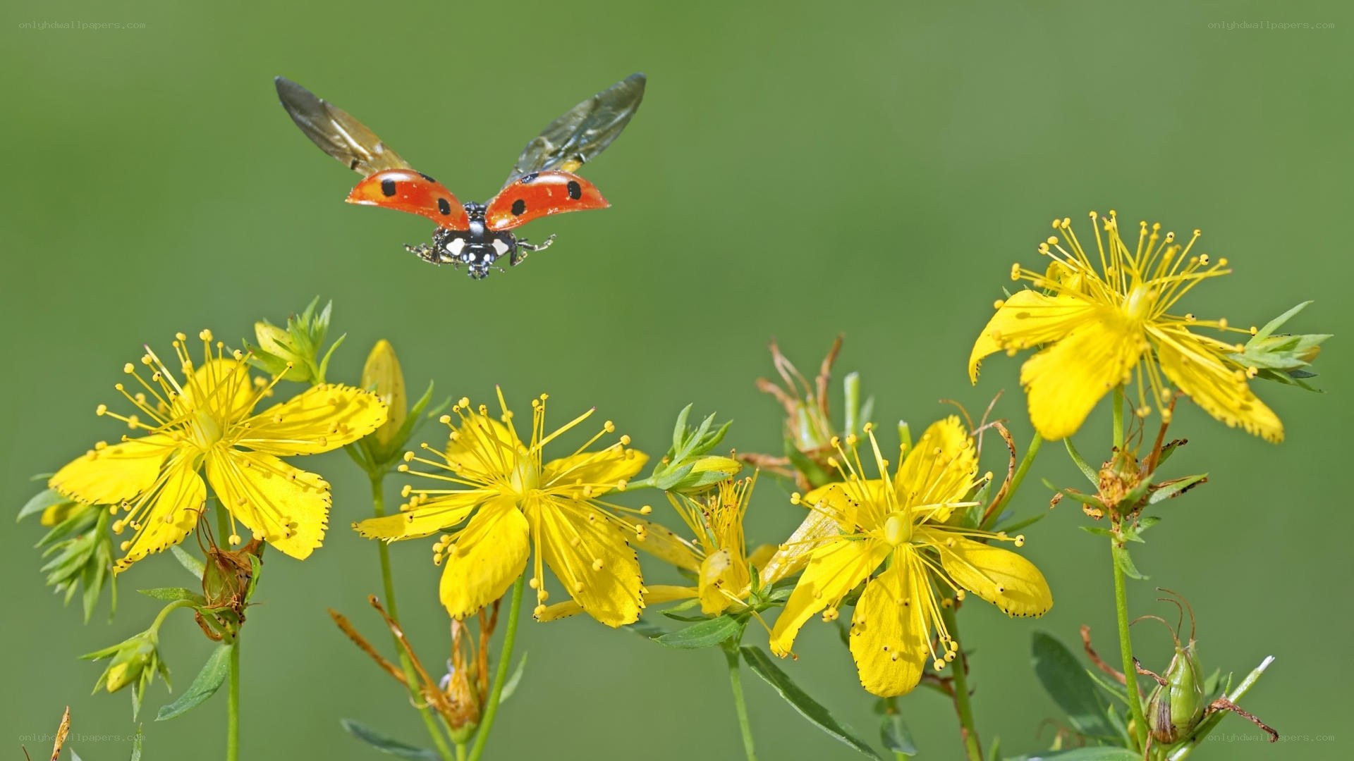 Ladybug flying over yellow flowers