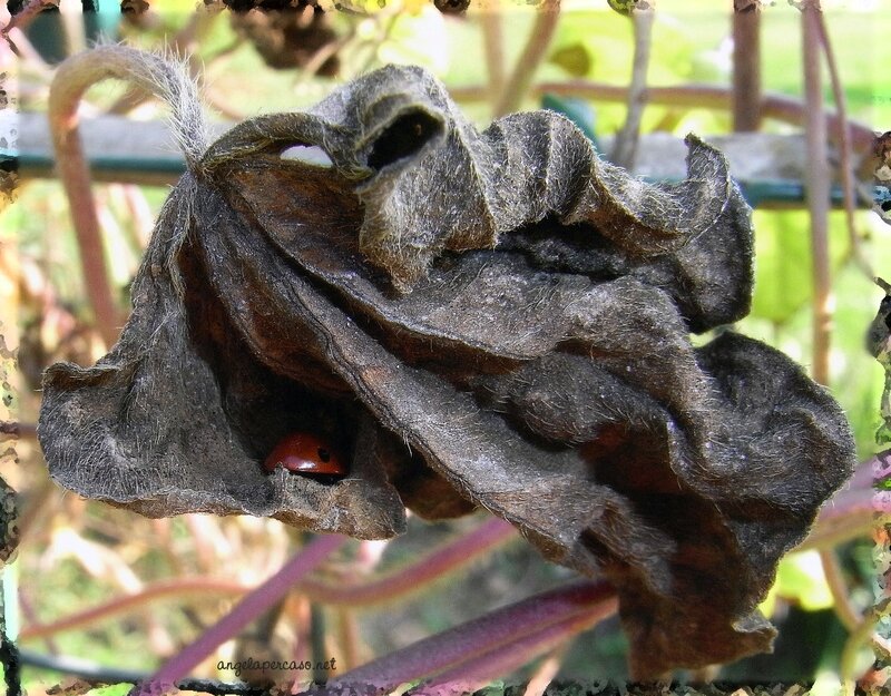 Ladybug in Dried Flower