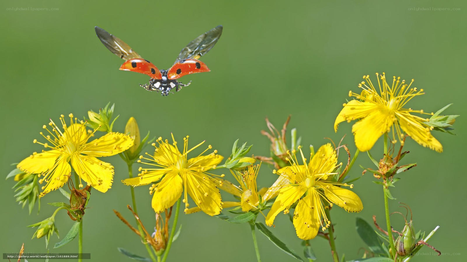 Ladybug in flight over yellow flowers