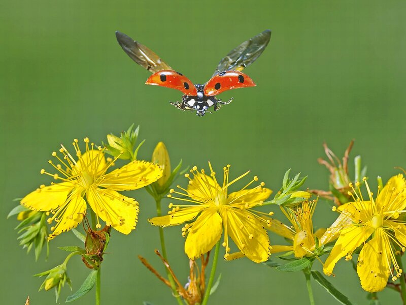 Ladybug in Flight — Red, Natural