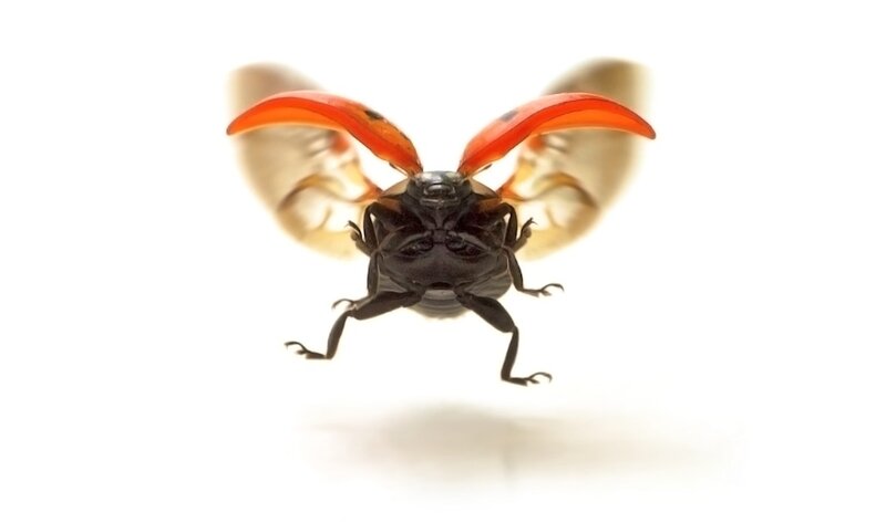 Ladybug in Flight