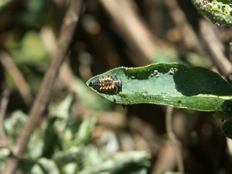 ladybug larva on leaf