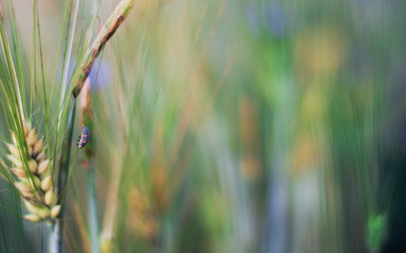 Ladybug Larva on Wheat