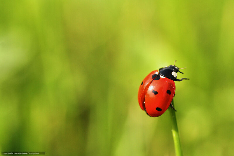 ladybug on a blade of grass