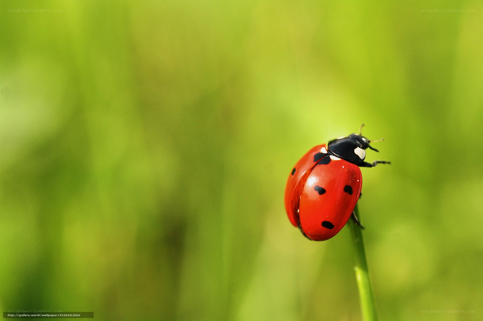 ladybug on a blade of grass